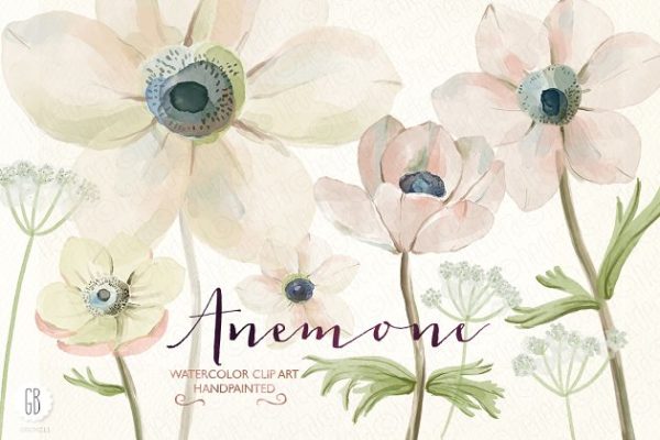 银莲花水彩剪贴画 Watercolor anemones缩略图 银莲花水彩剪贴画 Watercolor anemones