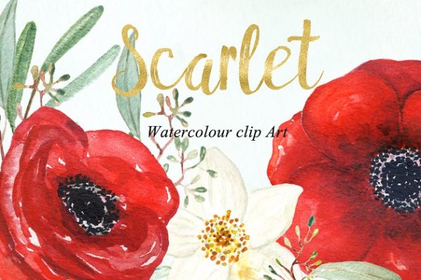 银莲花水彩剪贴画 Anemones scarlet Watercolour clipart缩略图 银莲花水彩剪贴画 Anemones scarlet Watercolour clipart