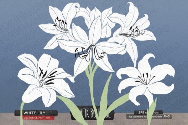 白百合&剑兰水彩剪贴画 White lily gladiolus amaryllis缩略图 白百合&剑兰水彩剪贴画 White lily gladiolus amaryllis