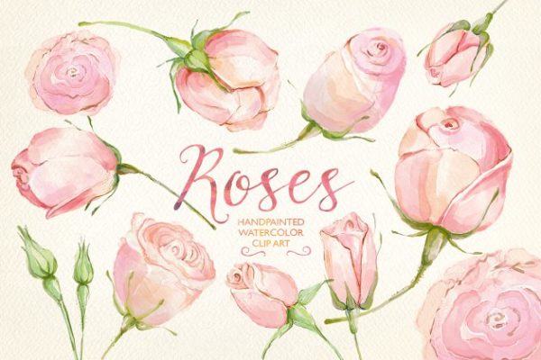 冰淇淋色玫瑰花水彩剪贴画 Watercolor clip art cream roses缩略图 冰淇淋色玫瑰花水彩剪贴画 Watercolor clip art cream roses