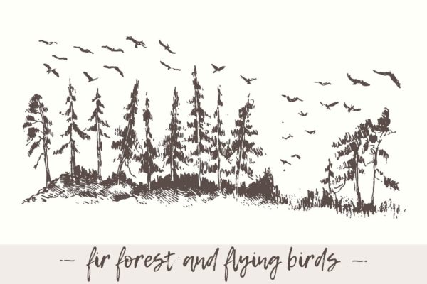 杉木林鸟类景观素描图形 Landscape with fir forest and birds