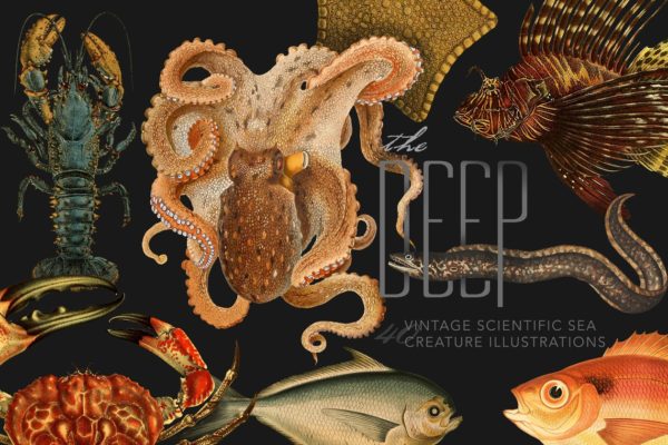 40年代复古深海类海洋生物科学插图 The Deep Sea Creature Illustrations缩略图 40年代复古深海类海洋生物科学插图 The Deep Sea Creature Illustrations