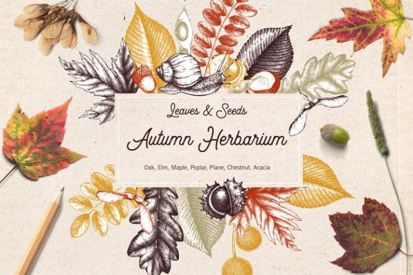 秋天树叶&种子矢量图形 Vector Autumn Leaves & Seeds Set