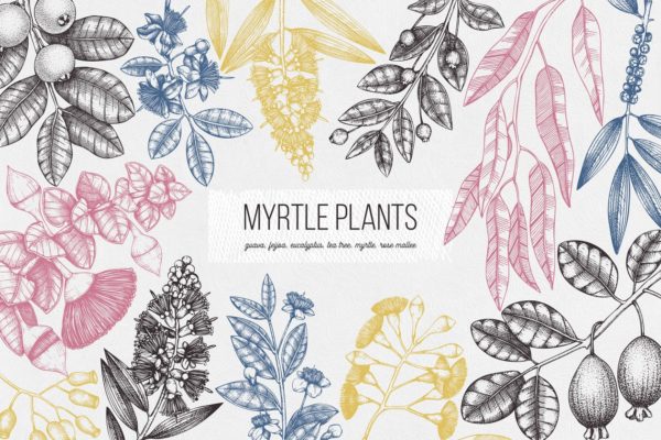 桃金娘属植物素描矢量图形 Vector Myrtle Plants Sketches缩略图 桃金娘属植物素描矢量图形 Vector Myrtle Plants Sketches