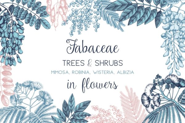 豆科植物和灌木手绘素描插画素材 Legumes Trees in Flowers Set