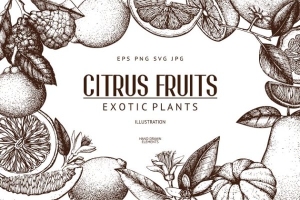 柑桔和植物矢量插画 Vector Citrus Fruits & Plants Set缩略图 柑桔和植物矢量插画 Vector Citrus Fruits & Plants Set