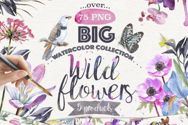野外花卉水彩插画剪贴画大礼包 Wild flowers collection 75 PNG缩略图 野外花卉水彩插画剪贴画大礼包 Wild flowers collection 75 PNG