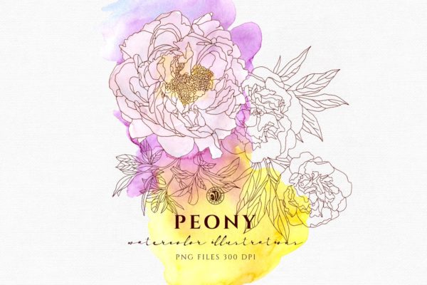 淡雅牡丹花手绘水粉画插画 Peony Flowers缩略图 淡雅牡丹花手绘水粉画插画 Peony Flowers