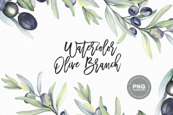 水彩植物橄榄枝插画 Watercolor botanic olive branch