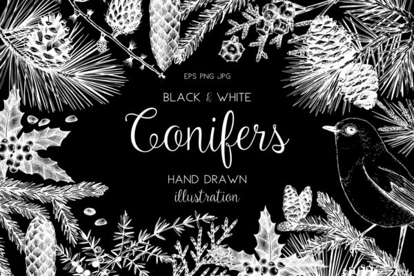 手绘黑白风针叶树木插画 Conifers Trees Set in Black