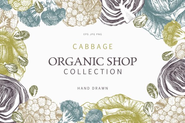 复古蔬菜卷心菜矢量插图合集 Vector Vegetables – Cabbage Set