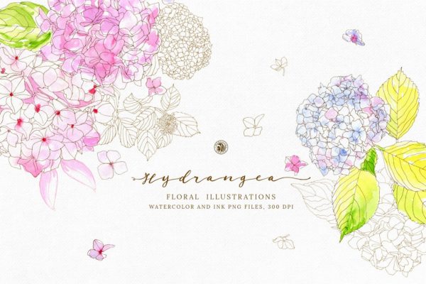 手绘绣球花水彩花卉剪贴画合集 Hydrangea – watercolor and ink