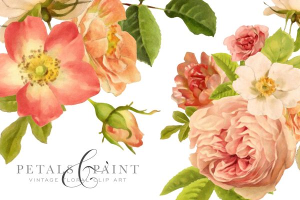 复古油画质感花卉花瓣纹理 Petals & Paint – Floral Clip Art缩略图 复古油画质感花卉花瓣纹理 Petals & Paint – Floral Clip Art