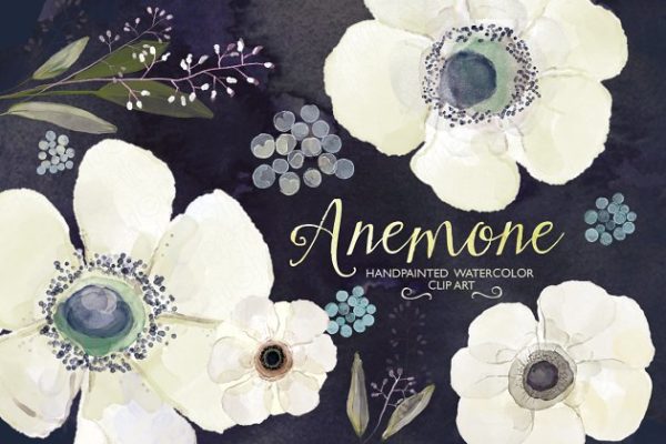 水彩手绘洁白毛茛花插画 Watercolor ranunculus flower clipart缩略图 水彩手绘洁白毛茛花插画 Watercolor ranunculus flower clipart