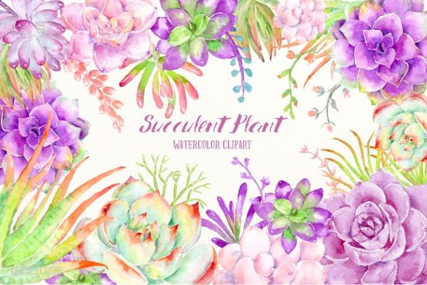 明亮的粉紫色多肉植物插画&花卉框架 Watercolor Succulent Plant