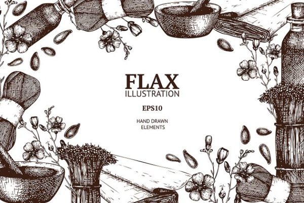 复古亚麻植物插画素材 Vintage Flax Illustrations