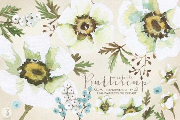 手绘逼真水彩花卉图像合集 Aquarelle white buttercup