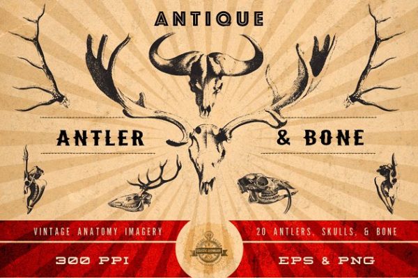 古董野生动物头骨/犄角插画素材 Antique Antler & Bone Graphics