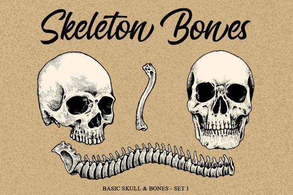 头骨&骨头手绘矢量插画素材 Skeleton handrawn 1