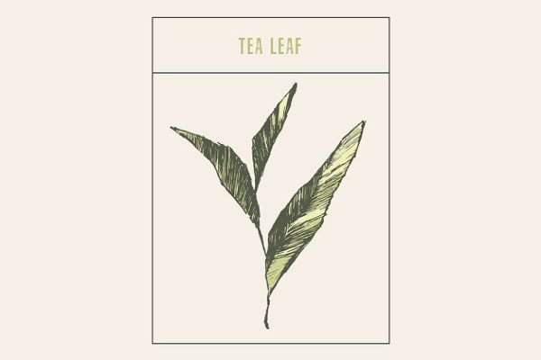 精简的手绘茶芽矢量图 Tea sprout