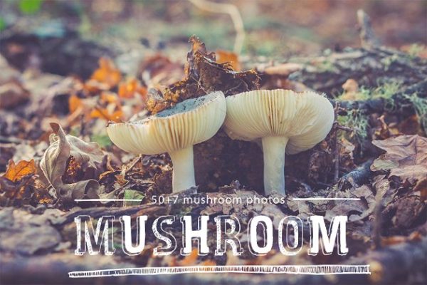 各种蘑菇高清照片素材 mushroom photo pack