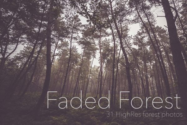 褪色秋天森林高清照片素材 Faded Autumn Forest 31 Photo Pack