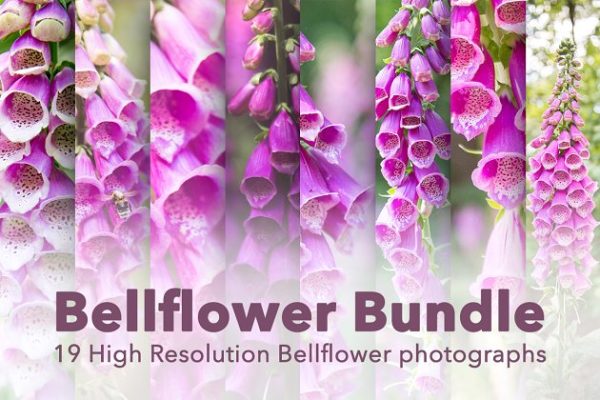 风铃草花卉高清照片合集 Bellflower – Flower Bundle!