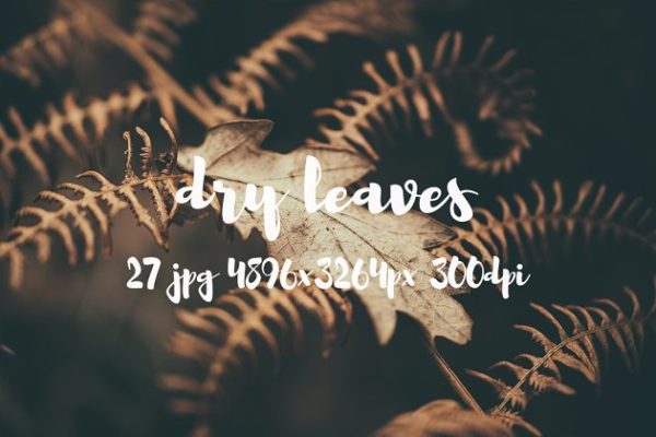 枯叶落叶高清照片素材 Dry leaves photo pack