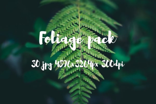 高清蕨类植物照片素材 Foliage Photo Pack