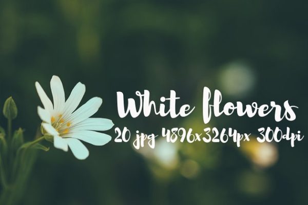 白色花卉高清照片素材合集 White flowers photo pack