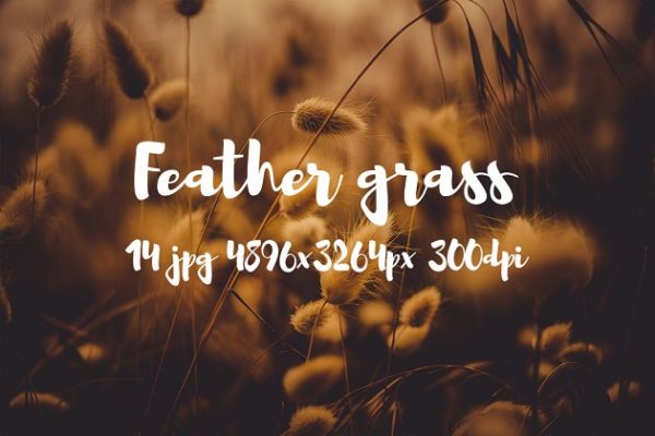 秋季狗尾巴草虚化背景图片片精选包 Feather grass photo pack