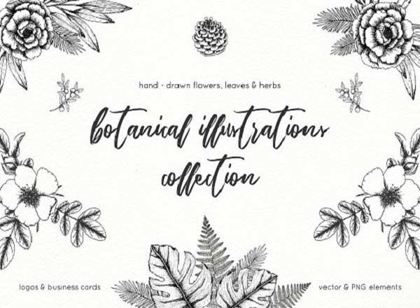 极简主义手绘植物插图包