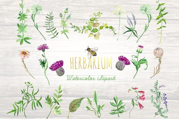 花草&蜜蜂剪贴画素材精选 Forest herbs, leaves foliage bee