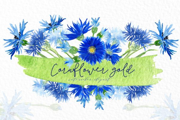 矢车菊&金色水彩剪贴画 Cornflowers gold. Watercolor clipart
