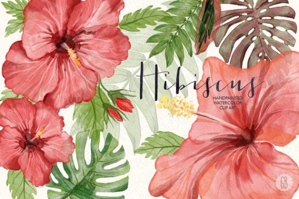 红芙蓉水彩剪切画 Watercolor red hibiscus tropical