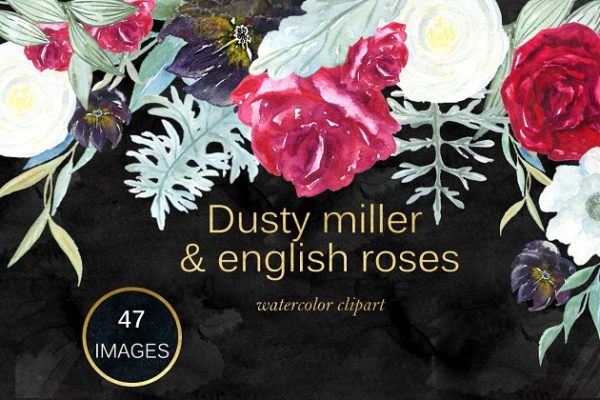 英国玫瑰花水彩剪贴画 Dusty miller & english roses clipart