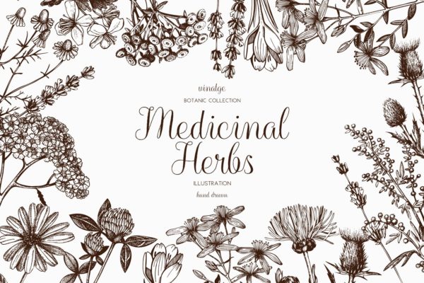 矢量草本植物素材精选集 Vector Medicinal Herbs Collection