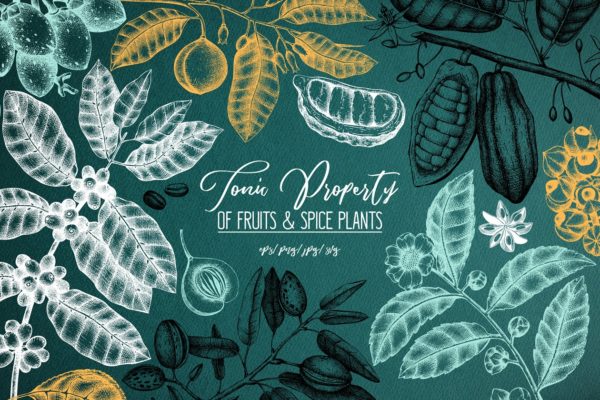 滋补辛辣植物素描矢量图形 Tonic & Spicy Plants Sketch Set