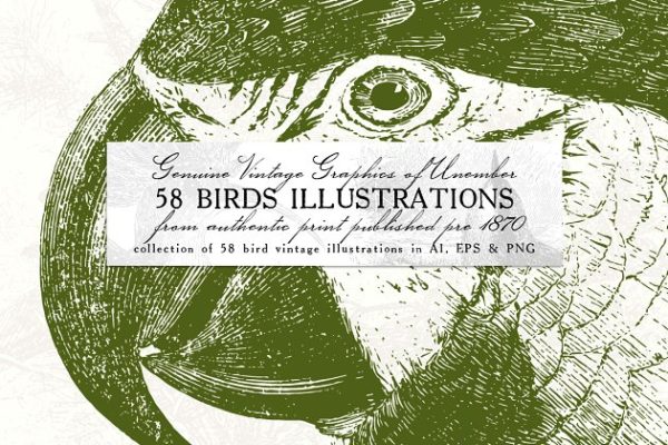 58款复古鸟类插画素材精选 58 Birds Illustrations