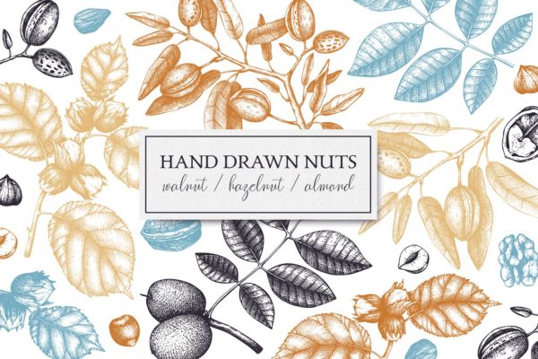 杏仁/榛子/核桃矢量插画套装 Vector Almond, Hazelnut & Walnut Set
