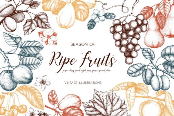 成熟水果矢量插图 Vector Ripe Fruits Illustrations