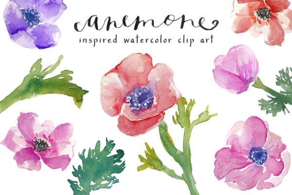水彩银莲花剪贴画 Watercolor Anemones Clip Art