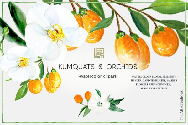 金橘和白色兰花手绘水彩画素材精选 Kumquat & white orchids. Watercolors