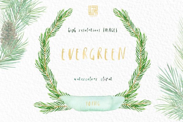 优雅清新水彩手绘松树剪贴画 Pine. Watercolor clipart