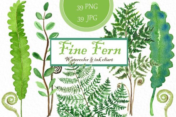 精美蕨类水彩水墨剪贴画汇总 Fine ferns. watercolor clipart