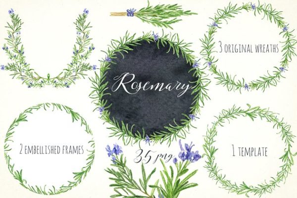 浪漫水彩手绘迷迭香剪贴画汇总 Rosemary. Watercolor clip art.