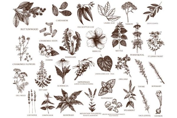 墨水手绘草本植物素描插图 Vector Plants, Herbs, Seeds Set