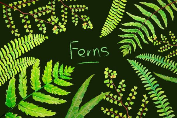 6款水彩手绘绿植蕨叶剪贴画 Watercolor Clipart Fern Leaves