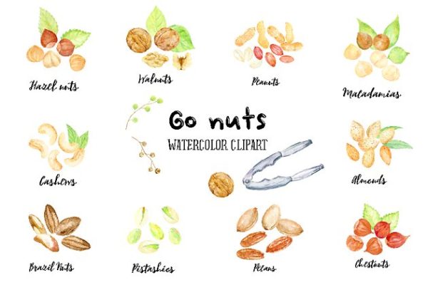 手绘卡通化水彩坚果插图 Watercolor Nuts Illustration