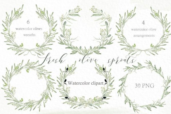 新鲜鼠尾草绿色橄榄枝元素剪贴画 Olive sprouts wreaths branch clipart